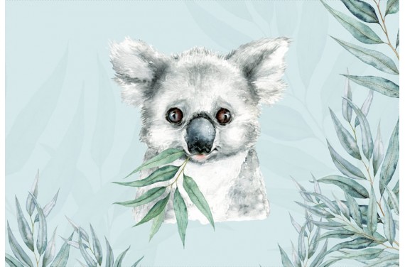 Koala 1 boy