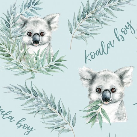Koala 1 boy