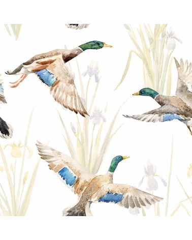 ducks adventure