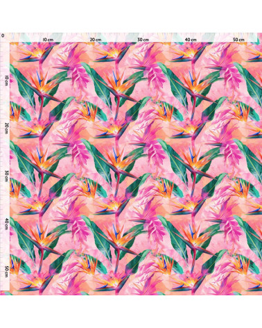 Exotic strelitzia 02