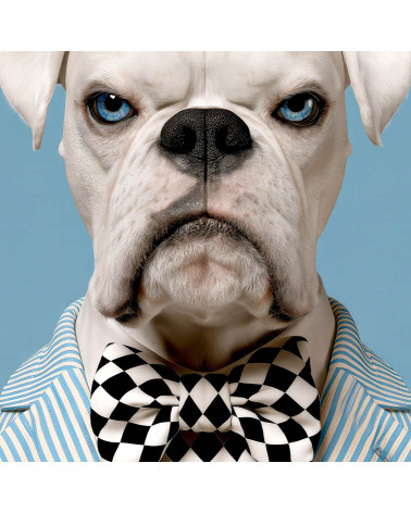 Dapper Boxer 01 – dapper boxer dog panel | Mamidu